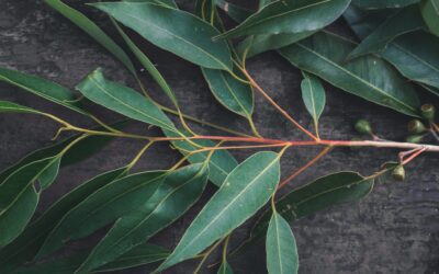 Æterisk olie i hudpleje – Eucalyptus Globulus
